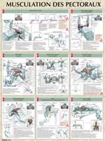 Librairie - Musique Poster Musculation des Pectoraux
