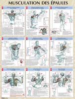 Librairie - Musique Poster Musculation des Epaules