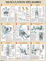 Librairie - Musique Poster Musculation des Jambes