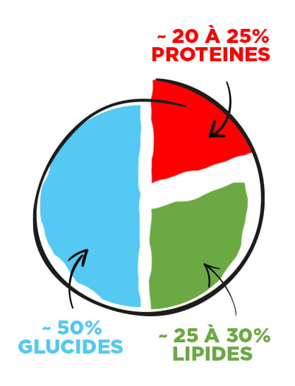 Répartition entre les glucides, lipides et protéines dans l'organisme