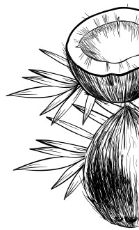 La noix de coco : quasiment « miraculeuse »