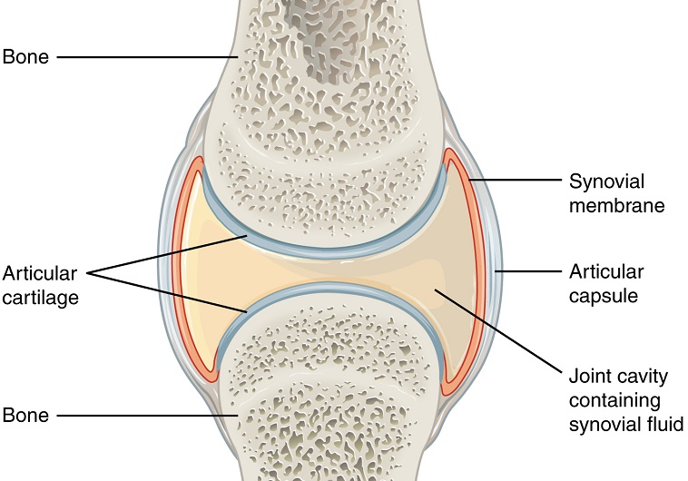 anatomie articulation